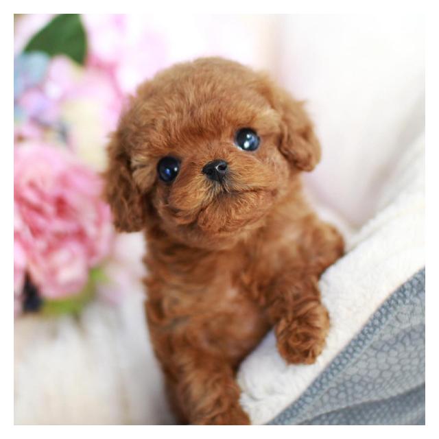 푸들,토이푸들 강아지