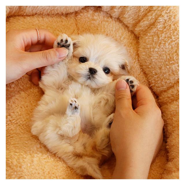 말티푸, 비숑프리제 소형견