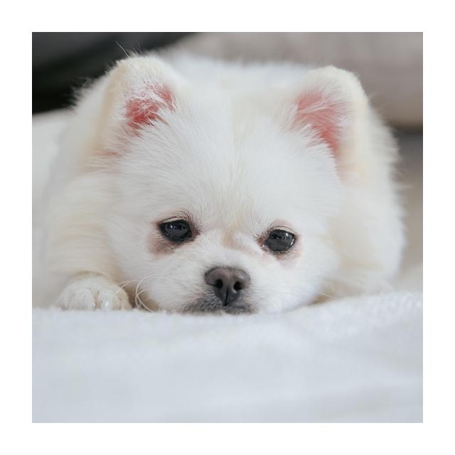 솜사탕 포메라니안 소형견