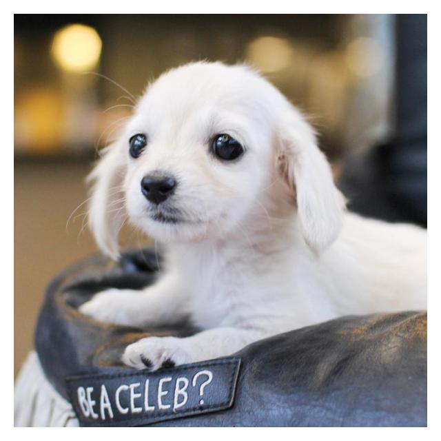 귀여운 장모닥스훈트 강아지