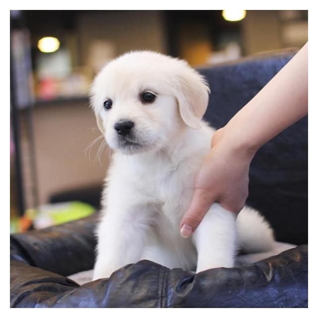 대형견 골든리트리버