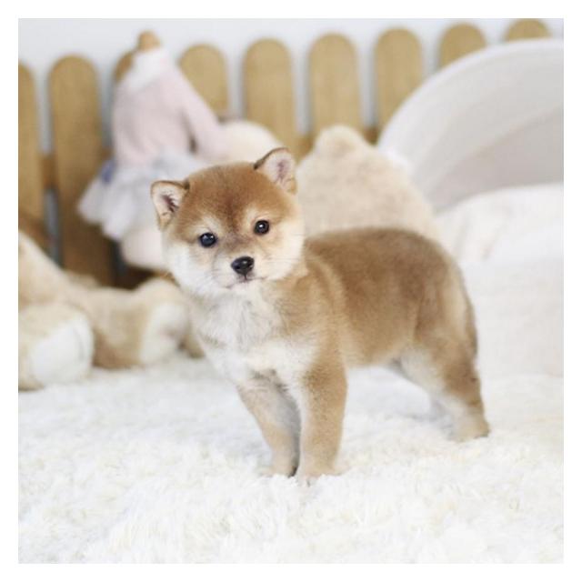 시바이누, 시바견 중형견 강아지