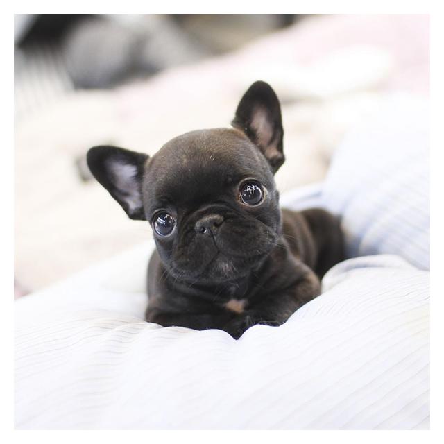 프렌치불독 중형견 분양